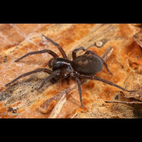 <i>Amaurobius ferox</i> (Walckenaer, 1830) © N. Henon