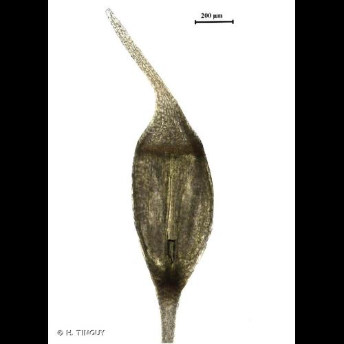 <i>Rhabdoweisia crispata</i> (Dicks.) Lindb. © H. TINGUY