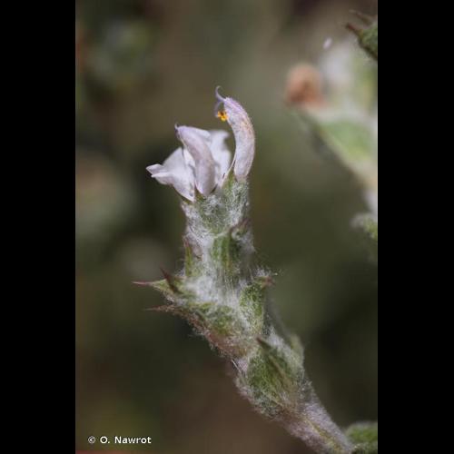 <i>Salvia aethiopis</i> L., 1753 © O. Nawrot