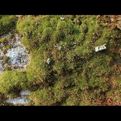 <i>Rhabdoweisia fugax</i> (Hedw.) Bruch & Schimp., 1846 &copy; H. TINGUY