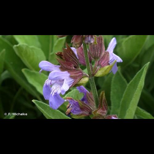 <i>Salvia officinalis</i> L., 1753 © F. Michalke