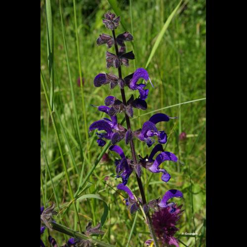 <i>Salvia pratensis</i> L., 1753 © P. Gourdain