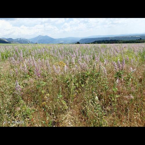 <i>Salvia sclarea</i> L., 1753 © H. TINGUY