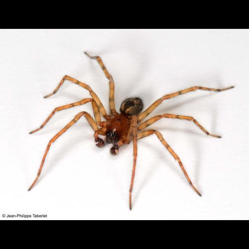 <i>Amaurobius fenestralis</i> (Strøm, 1768) © NULL