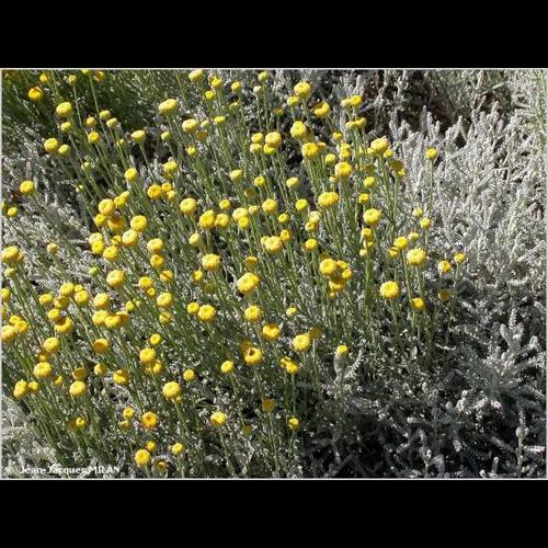 <i>Santolina chamaecyparissus</i> L., 1753 © J.-J. Milan