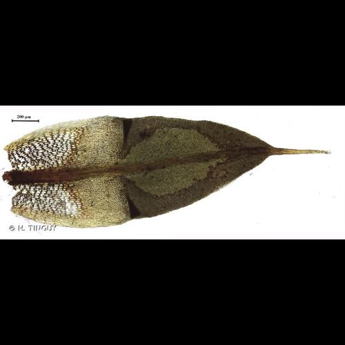 <i>Encalypta alpina</i> Sm., 1805 © H. TINGUY