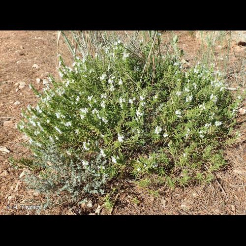 <i>Satureja montana</i> L., 1753 © H. TINGUY