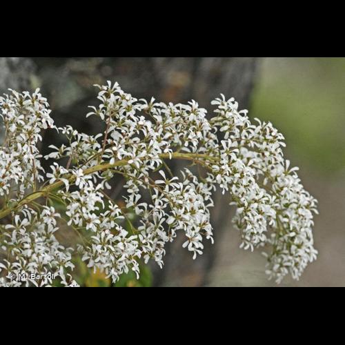 <i>Saxifraga cotyledon</i> L., 1753 &copy; M. Bartoli
