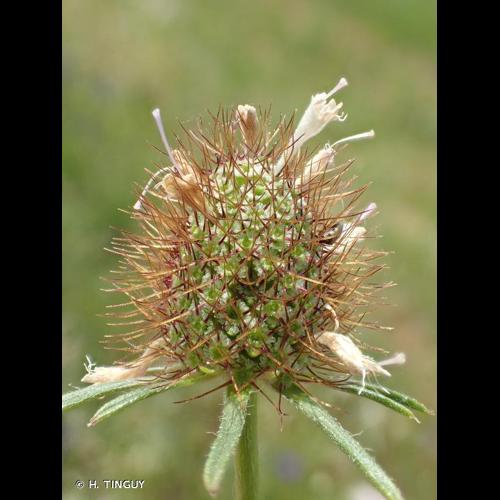 <i>Scabiosa atropurpurea</i> L., 1753 © H. TINGUY