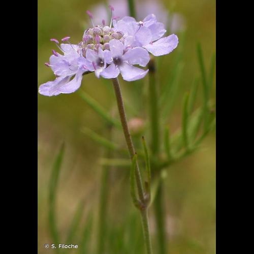 <i>Scabiosa canescens</i> Waldst. & Kit., 1802 © S. Filoche