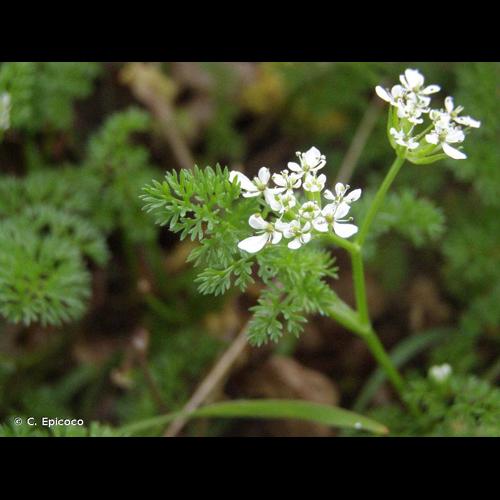 <i>Scandix pecten-veneris</i> L., 1753 © C. Epicoco