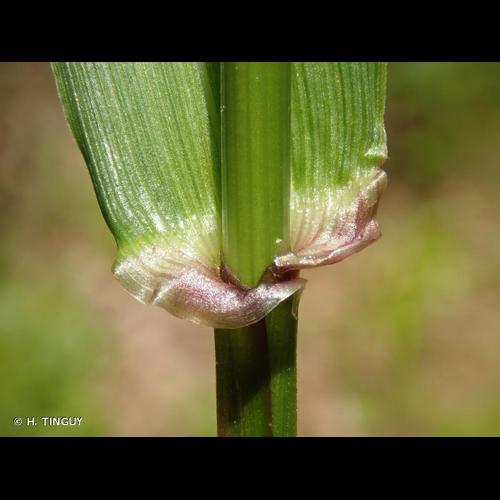 <i>Schedonorus giganteus</i> (L.) Holub, 1998 © H. TINGUY