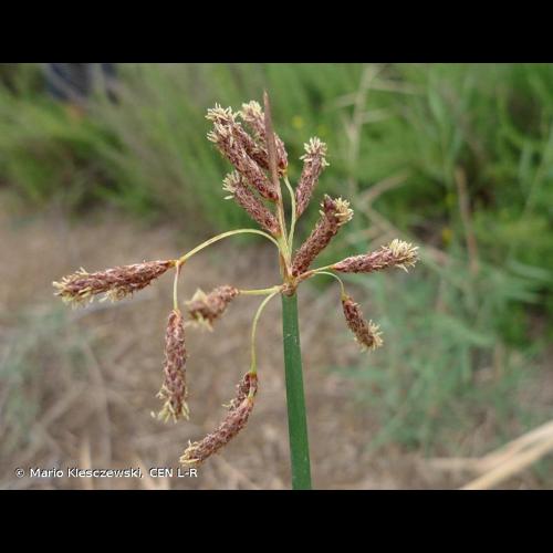 <i>Schoenoplectus litoralis</i> (Schrad.) Palla, 1888 &copy; Mario Klesczewski, CEN L-R