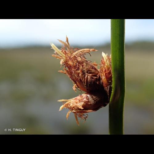<i>Schoenoplectus pungens</i> (Vahl) Palla, 1888 © H. TINGUY