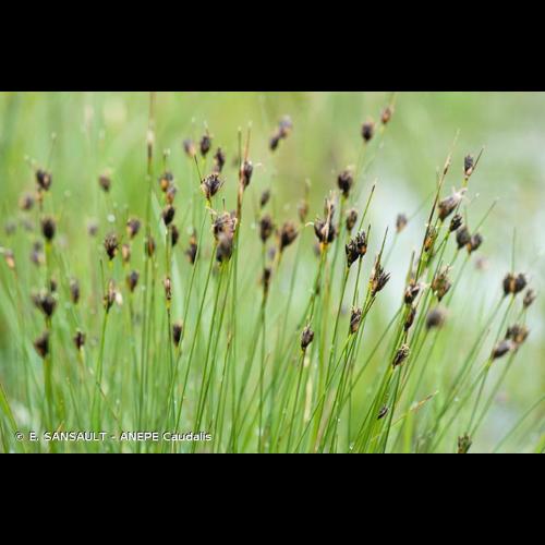 <i>Schoenus nigricans</i> L., 1753 © E. SANSAULT - ANEPE Caudalis