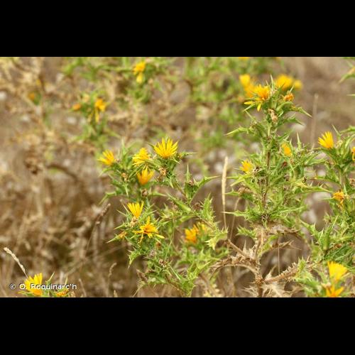<i>Scolymus hispanicus</i> L., 1753 © O. Roquinarc'h