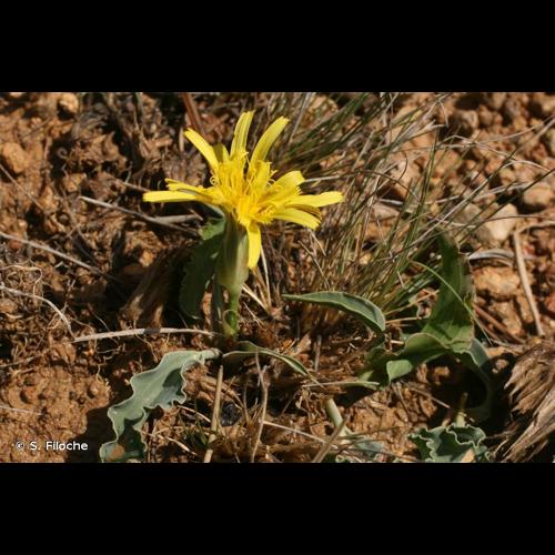 <i>Scorzonera austriaca</i> Willd., 1803 © S. Filoche