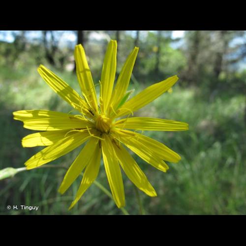 <i>Scorzonera hispanica</i> L., 1753 &copy; H. Tinguy