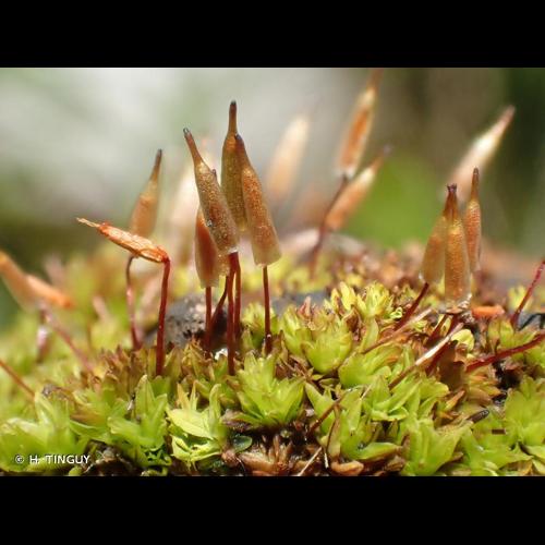 <i>Encalypta vulgaris</i> Hedw., 1801 &copy; H. TINGUY