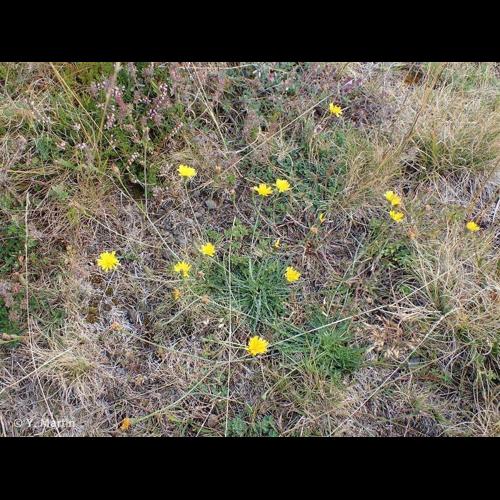 <i>Scorzoneroides autumnalis</i> (L.) Moench, 1794 © NULL