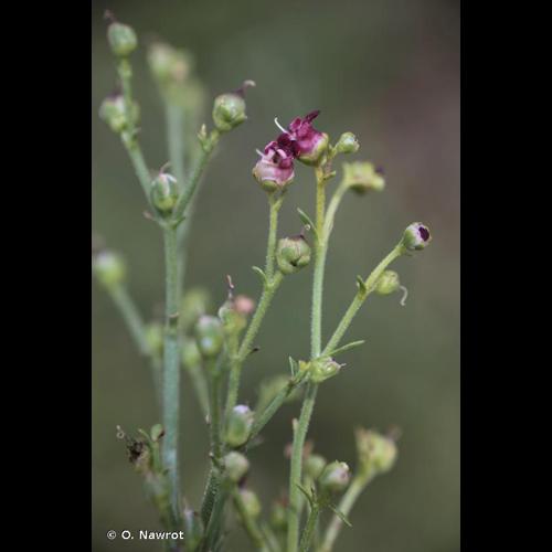 <i>Scrophularia provincialis</i> Rouy, 1909 © O. Nawrot