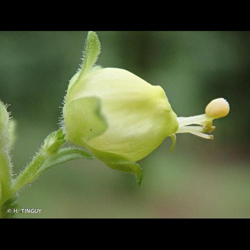 <i>Scrophularia vernalis</i> L., 1753 © H. TINGUY