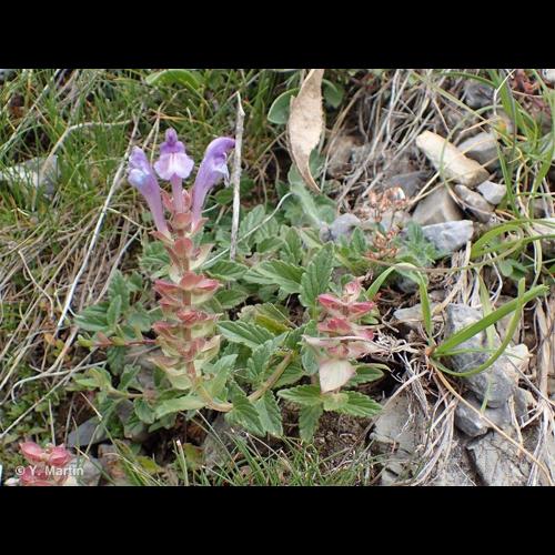 <i>Scutellaria alpina</i> L., 1753 © NULL