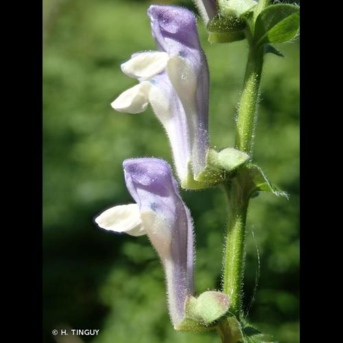 <i>Scutellaria altissima</i> L., 1753 &copy; H. TINGUY