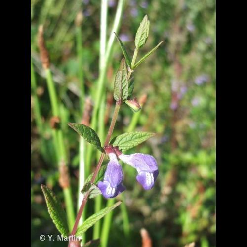 <i>Scutellaria galericulata</i> L., 1753 © NULL