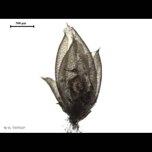 <i>Acaulon muticum</i> (Hedw.) Müll.Hal., 1847 © H. TINGUY