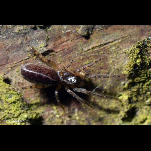 <i>Segestria bavarica</i> C.L. Koch, 1843 © C. Quintin