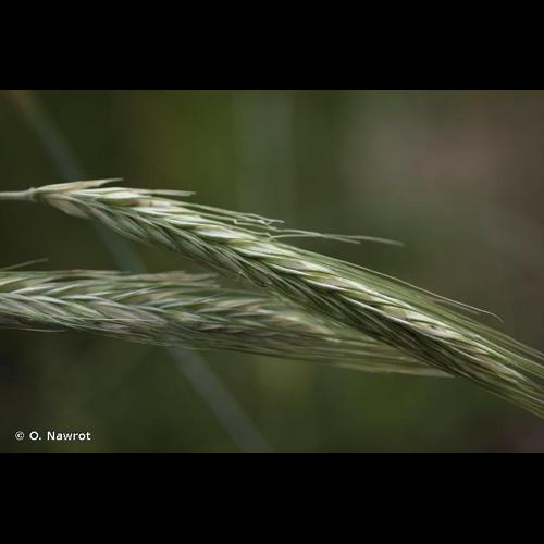 <i>Secale cereale</i> L., 1753 © O. Nawrot