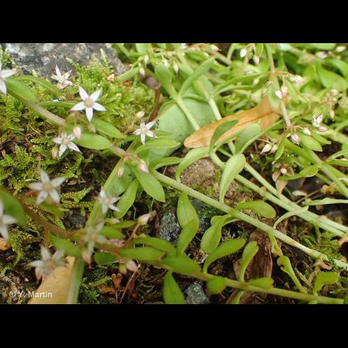 <i>Sedum cepaea</i> L., 1753 &copy; NULL