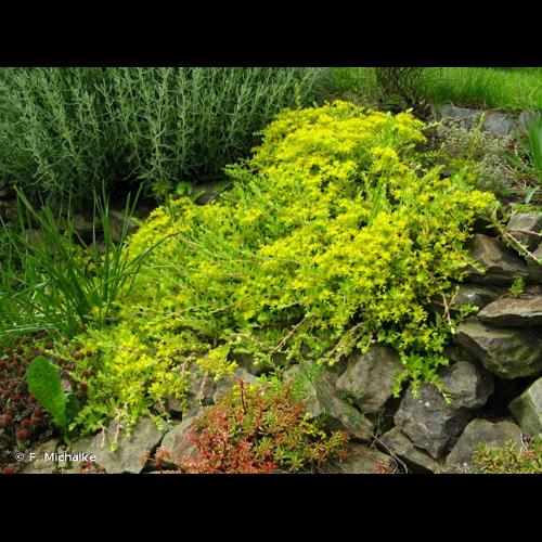 <i>Sedum sarmentosum</i> Bunge, 1835 © F. Michalke