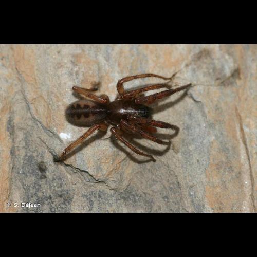 <i>Segestria senoculata</i> (Linnaeus, 1758) © S. Déjean