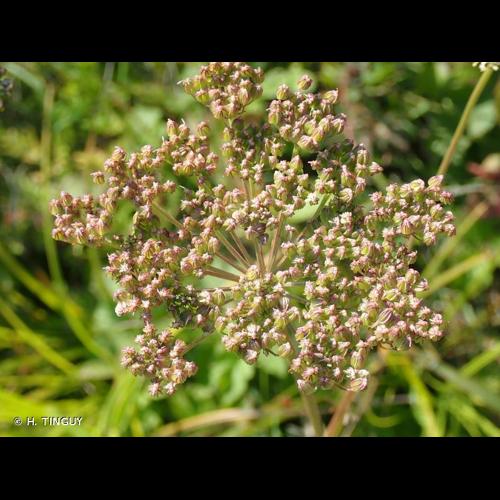 <i>Selinum carvifolia</i> (L.) L., 1762 © H. TINGUY