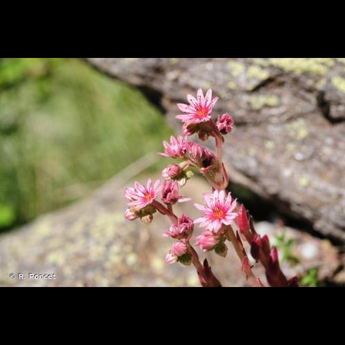 <i>Sempervivum arachnoideum</i> L., 1753 © R. Poncet