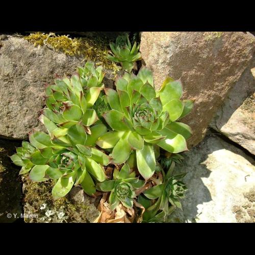 <i>Sempervivum tectorum</i> L., 1753 © NULL