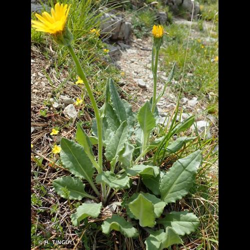 <i>Senecio gerardi</i> Gren. & Godr., 1850 &copy; H. TINGUY