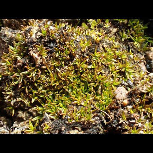 <i>Aloina aloides</i> (Koch ex Schultz) Kindb., 1883 © H. TINGUY