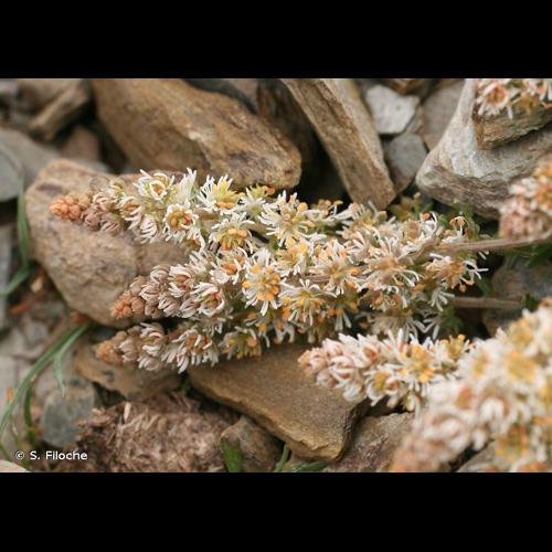 <i>Sesamoides purpurascens</i> (L.) G.López, 1986 © S. Filoche