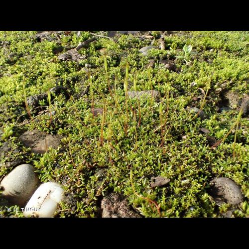 <i>Aloina ambigua</i> (Bruch & Schimp.) Limpr., 1888 &copy; H. TINGUY