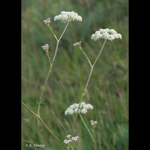 <i>Seseli annuum</i> L., 1753 © S. Filoche