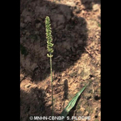 <i>Setaria verticillata</i> (L.) P.Beauv., 1812 &copy; MNHN-CBNBP S. Filoche