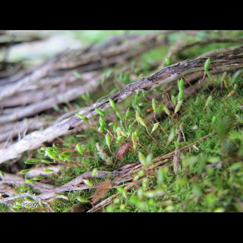 <i>Orthodontium lineare</i> Schwägr., 1827 © H. Tinguy