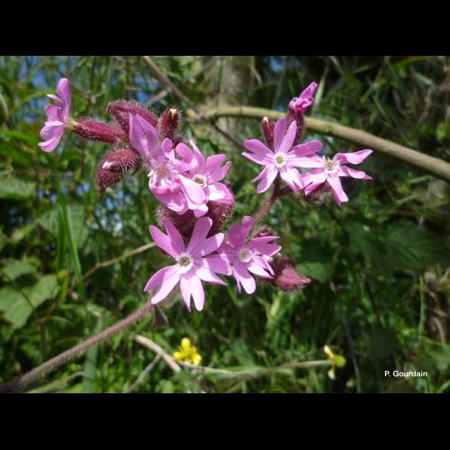 <i>Silene dioica</i> (L.) Clairv., 1811 &copy; P. Gourdain