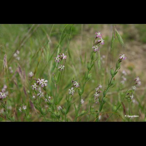 <i>Silene gallica</i> L., 1753 [nom. cons.] © P. Gourdain