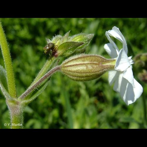 <i>Silene latifolia</i> Poir., 1789 &copy; NULL