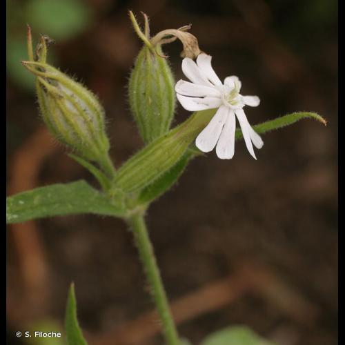 <i>Silene noctiflora</i> L., 1753 &copy; S. Filoche