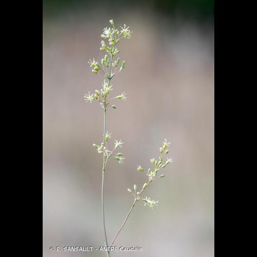 <i>Silene otites</i> (L.) Wibel, 1799 © E. SANSAULT - ANEPE Caudalis